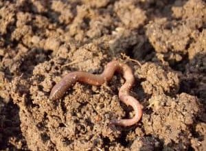 Photo of Humus di vermi: che cos’è? Come prepararlo? Suggerimenti per l’utilizzo