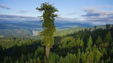 Photo of 6 alberi unici al mondo che dovresti conoscere
