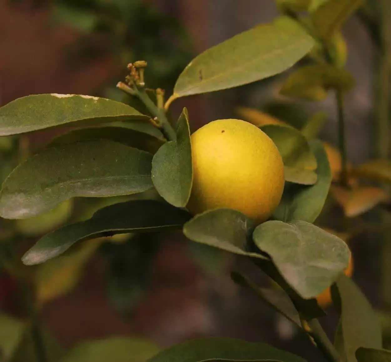 Photo of I [10] Principali parassiti e malattie dell’albero di limone: come combatterli