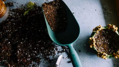 Photo of I 7 errori più comuni dei giardinieri principianti