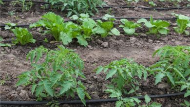 Photo of I compiti dell’orto ecologico a luglio