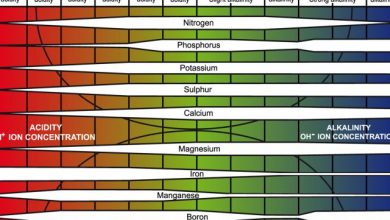 Photo of Il pH del suolo, dei substrati e dell’acqua