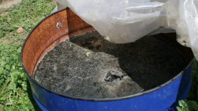 Photo of Rimedi casalinghi contro parassiti e malattie del giardino