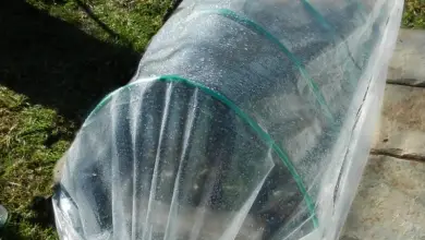 Photo of Acqua in eccesso a causa della pioggia nel frutteto e nel giardino, cosa devo fare?