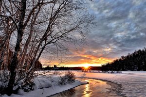 Photo of Tipi di piante da coltivare in inverno: [14 esempi]