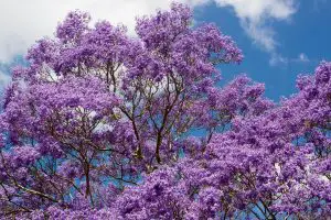 Photo of L’albero di Jacaranda: [Caratteristiche, semina, cura, irrigazione e substrato]