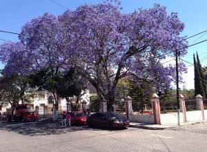 Photo of Irrigazione di Jacaranda: [Necessità, frequenza e procedura]