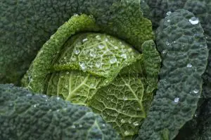 Photo of Sow Kale: [substrato, cura, irrigazione, parassiti e malattie]
