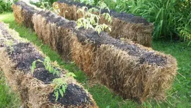 Photo of Come coltivare su balle di paglia