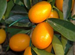 Photo of Kumquat: [Piantagione, cura, irrigazione, substrato, parassiti e malattie]