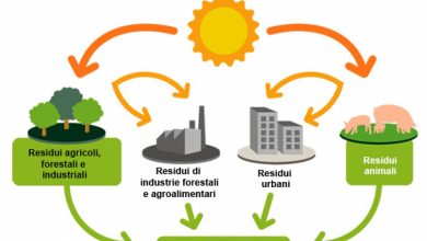 Photo of La biomassa è davvero un’energia rinnovabile?