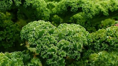 Photo of La coltivazione biologica del cavolo riccio (kale) e le sue proprietà nutritive