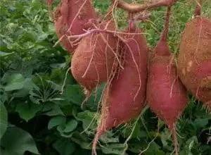 Photo of La coltivazione biologica di patata dolce, patata dolce o patata dolce
