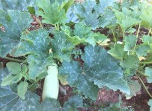 Photo of [10 ortaggi] che puoi seminare nel tuo giardino in primavera