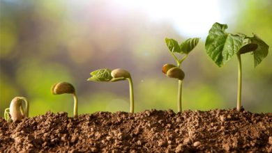 Photo of La temperatura della terra, chiave per la germinazione dei semi