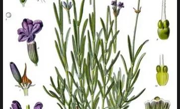 Photo of Lavanda o lavanda, proprietà medicinali e usi