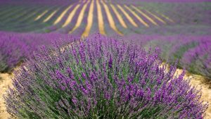 Photo of Potare una lavanda: [date, strumenti e modi per farlo]