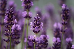 Photo of Parassiti e malattie della lavanda: [rilevamento, cause e soluzioni]