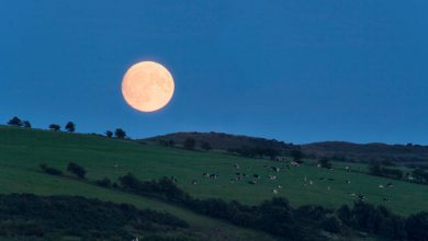 Photo of Le fasi lunari più adatte ad ogni attività in giardino