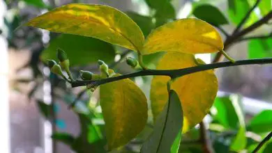 Photo of Le foglie delle piante sono gialle? Cos’è la clorosi, le cause e come trattarla