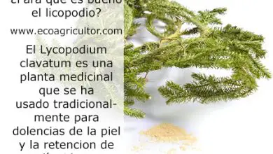 Photo of Propiedades del Licopodio, una planta medicinal muy útil para dolencias de la piel
