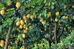 Photo of Come fertilizzare un albero di limone: [Componenti e bisogni]
