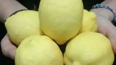 Photo of Malattie del limone: foglie gialle, macchie marroni …