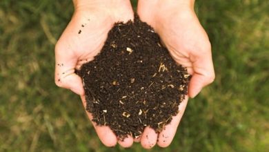 Photo of L’importanza della fertilità della terra per nutrire le piante dell’orto biologico
