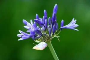 Photo of Iris germanica: [Semina, cura, irrigazione, substrato e parassiti]