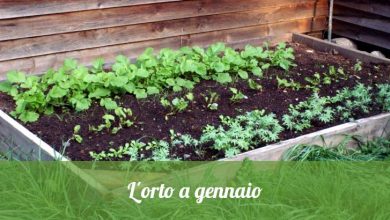 Photo of L’orto biologico a gennaio