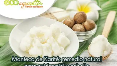 Photo of Burro di Karitè: il rimedio naturale per rigenerare la pelle, prevenire smagliature, arrossamenti e problemi cutanei