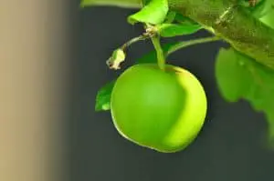 Photo of Come fertilizzare il melo: [Date e modi per farlo]