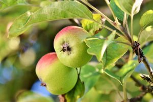 Photo of Irrigazione di alberi da frutto appena piantati: [Necessità, frequenza e procedura]