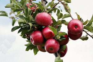 Photo of Potare gli alberi di mele: [Importanza, tempo, strumenti, considerazioni e passaggi]