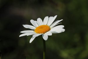 Photo of Potatura a margherita: [Importanza, tempo, considerazioni e passaggi]