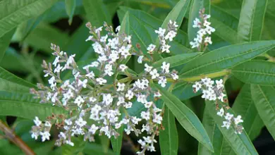 Photo of Verbena citronella, proprietà e usi nei rimedi casalinghi.