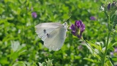 Photo of Cos’è la farfalla del cavolo: come eliminarla facilmente