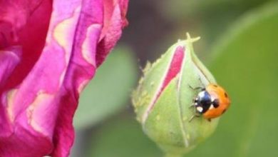 Photo of Nemici naturali dei parassiti del giardino: guida completa