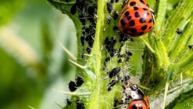 Photo of Insetti benefici nell’agricoltura biologica, rospi e altri alleati