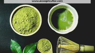 Photo of Tè verde Matcha: proprietà, benefici, controindicazioni e come assumerlo