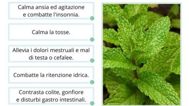 Photo of Melissa o Melissa: proprietà, usi medicinali e controindicazioni