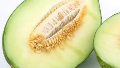 Photo of Parassiti e malattie del melone: ​​guida completa con foto