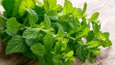 Photo of Menta mentuccia: proprietà e benefici di questa pianta medicinale e aromatica