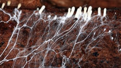 Photo of Non tutti i giardini hanno bisogno di sole: impara a coltivare i funghi