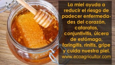 Photo of Miele: proprietà e benefici del suo consumo