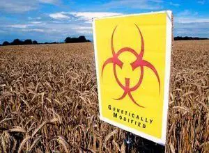 Photo of Monsanto, Syngenta e compagnia infrangono la legge per coltivare più OGM