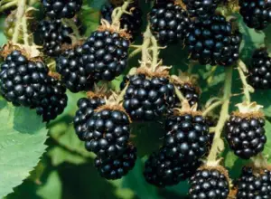 Photo of Mora, lampone, mirtillo, ribes: proprietà dei frutti di bosco