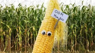 Photo of Motivi per eliminare il mais OGM dalla Monsanto Mon810