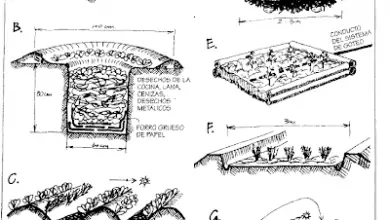 Photo of Permacultura: pacciamatura o pacciamatura