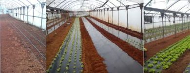 Photo of Mulching orgánico | Guía completa | Tipos de Acolchado y Ventajas
